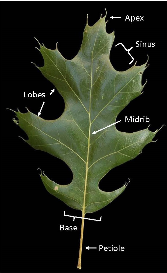 Fig 2. Identification Features Of An Oak Leaf ?language Id=1